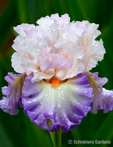 Polite Applause Bearded Iris 