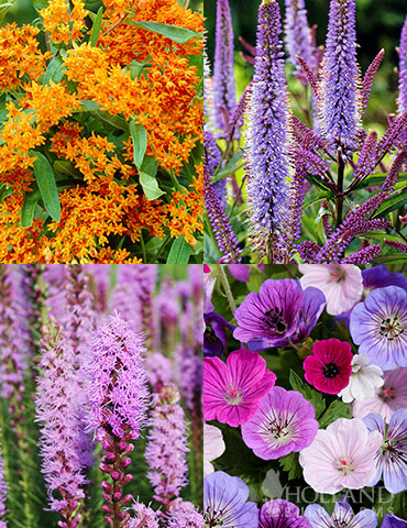 Pollinator Pleaser Perennial Garden Collection pollinator friendly plants, plants for pollinators, butterfly perennials, hummingbird perennials, perennials that attract pollinators, full sun perennials, bare root perennials for sale 