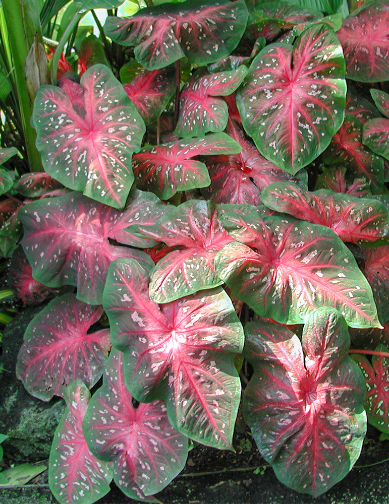 Postman Joyner Caladium 