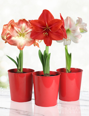 Premium Amaryllis Kit Collection amaryllis bulbs for sale, best amaryllis bulbs, dutch amaryllis bulbs for sale, double amaryllis bulbs, ice queen amaryllis