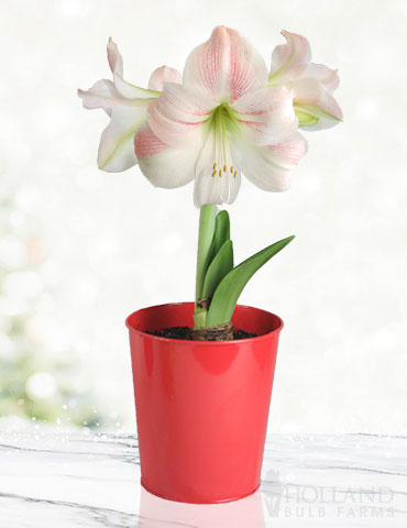 Premium Charming Amaryllis Gift Kit 