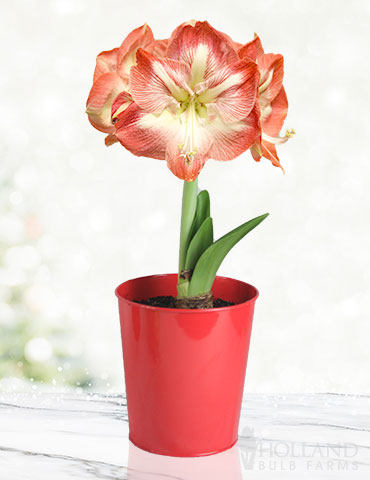 Premium Minerva Amaryllis Gift Box Kit 