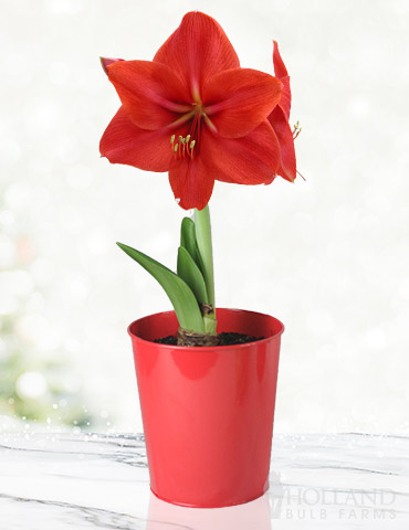 Premium Red Lion Amaryllis Kit