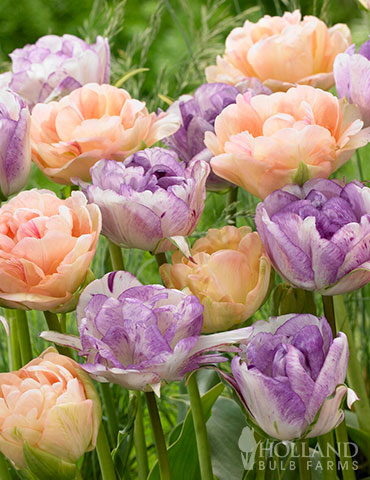 Pretty Pastel Double Tulip Mix