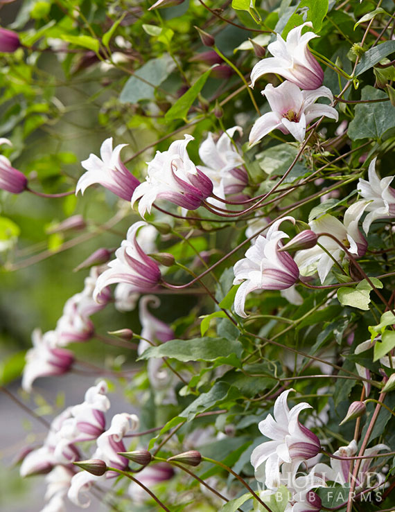 Princess Kate Pre-Potted Clematis