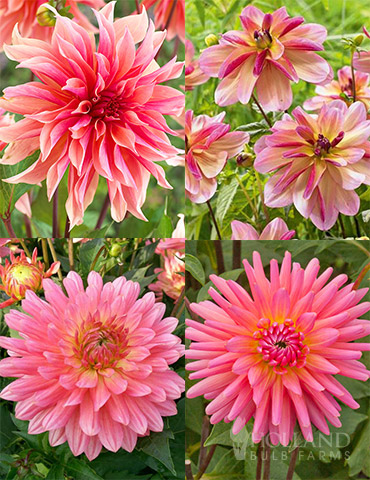 Princess Pinks Dahlia Collection 