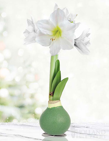 Pristine Forest Waxed Amaryllis