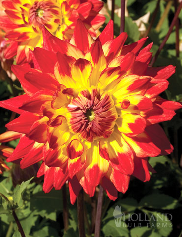 Procyon Decorative Dahlia 