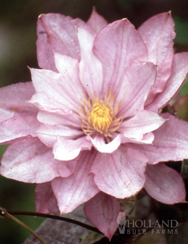 Proteus Double Flowering Clematis  