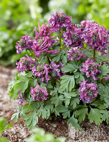 Purple Bird Corydalis 