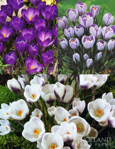 Purple Blend of Crocus Collection 