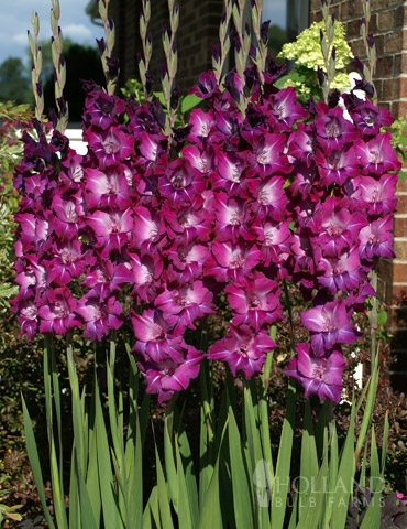 Purple Gladiolus Value Bag 