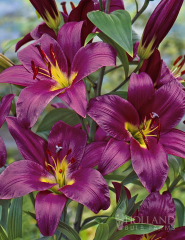 Purple Prince Orienpet Lily