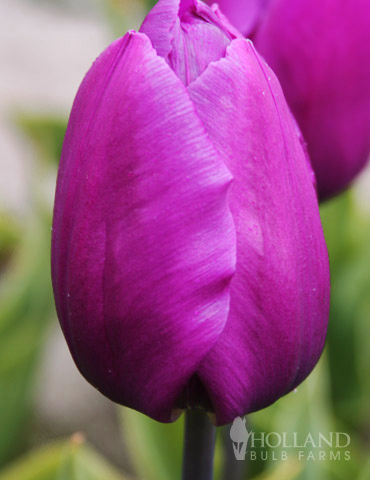 Purple Prince Single Early Tulip