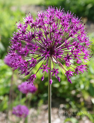 Purple Sensation Allium allium aflatunense purple sensation, purple sensation allium, allium bulbs for sale, flowers shaped like balls, persian onion, what to plant with purple sensation allium