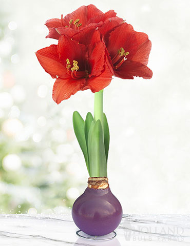 Purple Waxed Amaryllis 