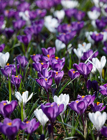 Purple & White Crocus Mix 