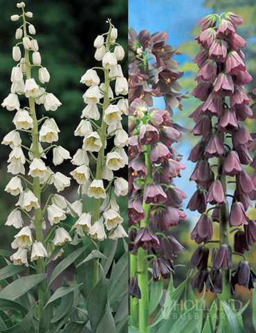 Purple and White Fritillaria Collection 