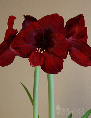 Queen of Night Amaryllis 