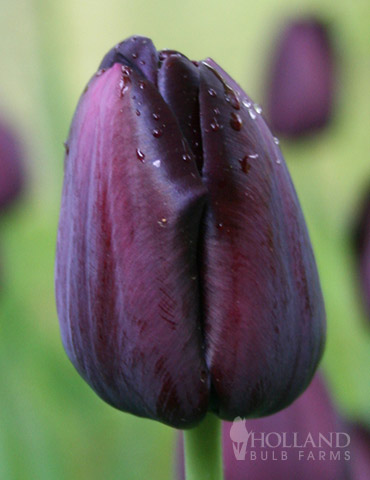 Queen of Night Single Late Black Tulip