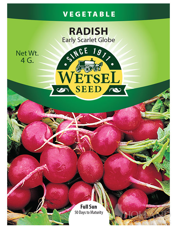 Radish Early Scarlet Globe