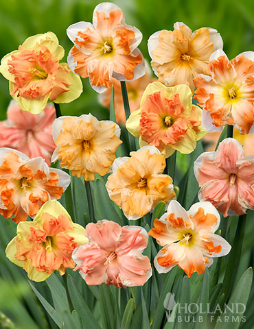 Rainbow Butterflies Daffodil Mix butterfly daffodil mix, unique daffodils, unique daffodil bulbs for sale, butterfly daffodils, split corona daffodil mix