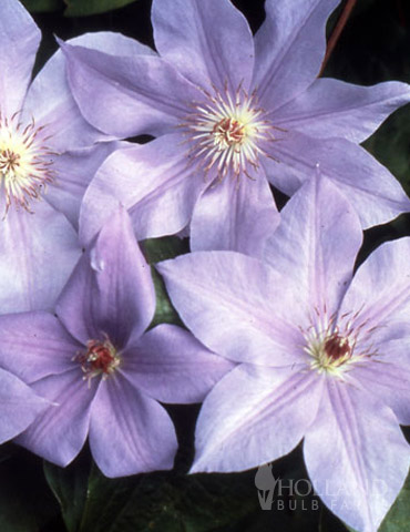 Ramona Clematis 