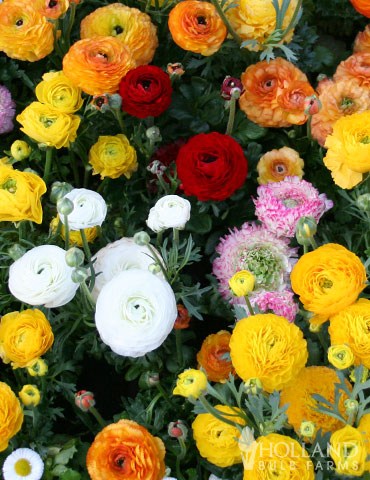 Ranunculus Mix mixed buttercups, buttercups, ranunculus mix, ranunculus bulbs, ranunculus bulbs for sale