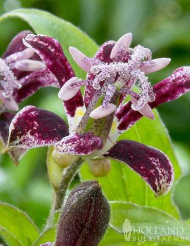 Raspberry Mousse Toadlily 