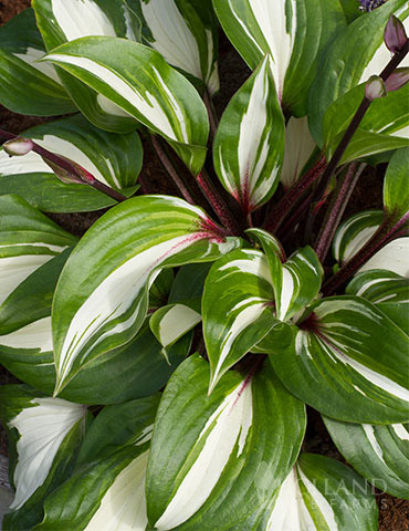 Raspberry Sundae Hosta 