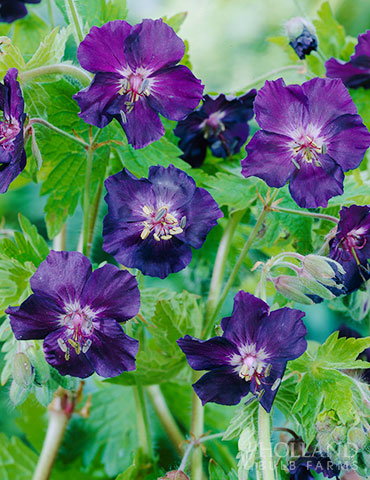 Raven Cranesbill Geranium cranesbill geranium varieties, geranium rozanne, geraniums purple, dark purple flowers, black flowers, groundcover perennials