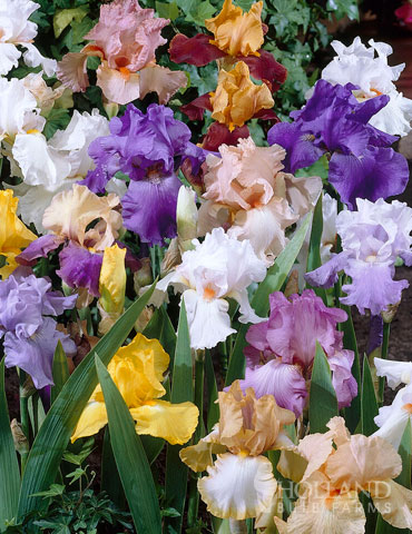 Re-Blooming Bearded Iris Wholesale Mix (12 Bulbs)