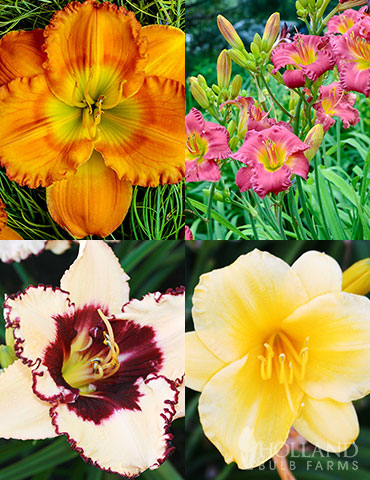 Re-Blooming Daylily Collection re-blooming daylily collection, re-blooming daylilies, flowers with long bloom times, daylilies that constantly bloom 