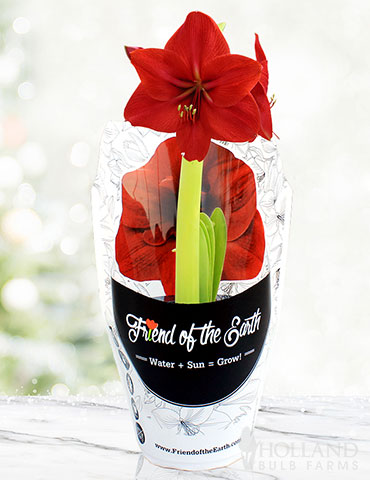 Barbosa Potted Amaryllis - Gift Ready