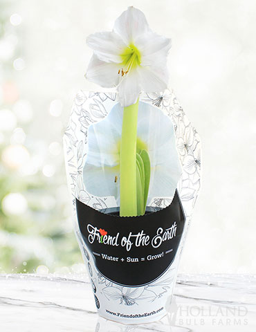 Intokazi Potted Amaryllis - Gift Ready