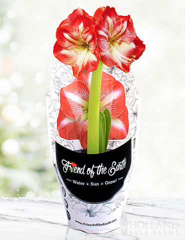 Minerva Potted Amaryllis - Gift Ready