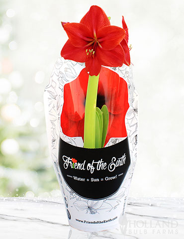 Red Lion Potted Amaryllis - Gift Ready 