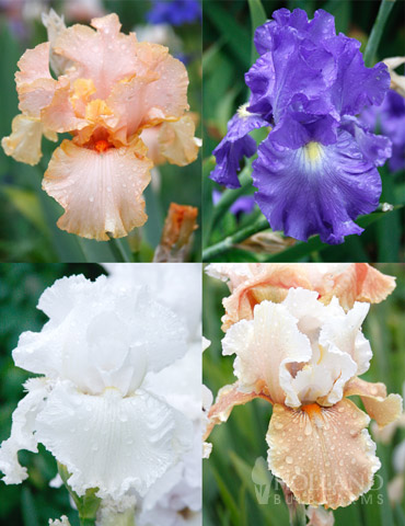 Reblooming German Iris Collection