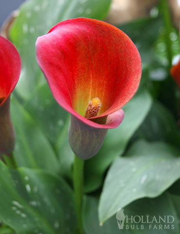 Red Alert Calla Lily red alert calla lily, red calla lily care, calla bulbs for sale, calla lily bulbs care, buy calla lily flowers, flower bulbs