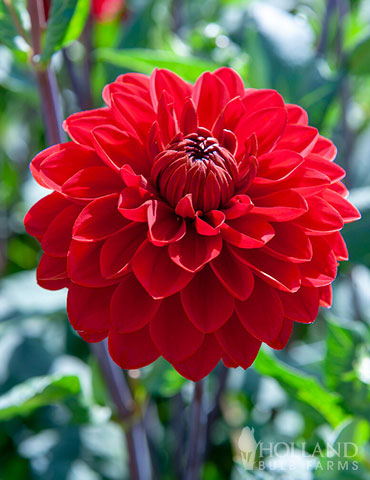 Red Decorative Dahlia 