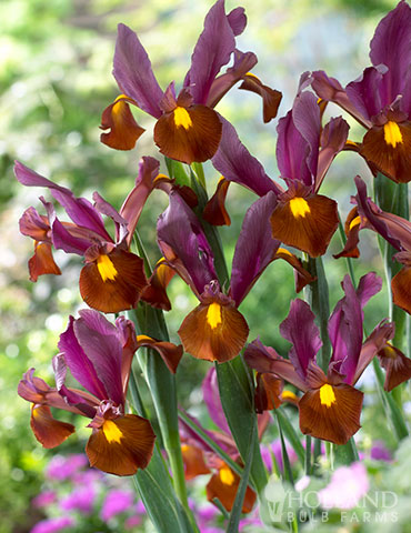 Red Ember Dutch Iris