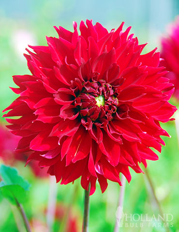 Red Fubuki Dahlia Jumbo Pack 