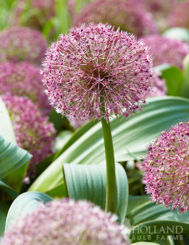 Red Giant Allium 