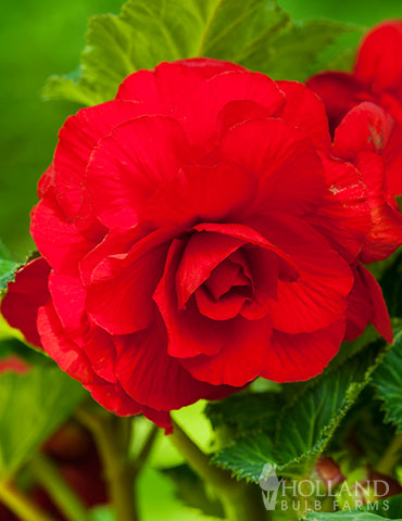 Red Hanging Basket Begonia 