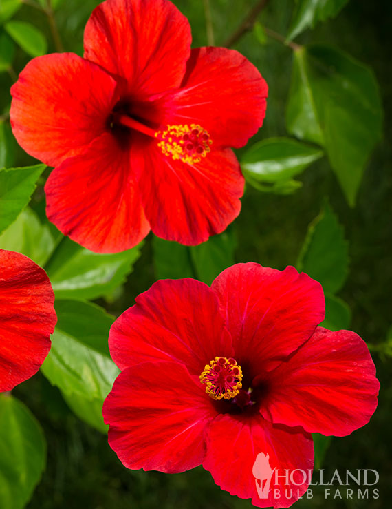 Red Hardy Hibiscus Pre-Potted Duo