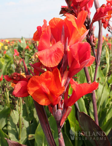 Red King Humbert Canna 