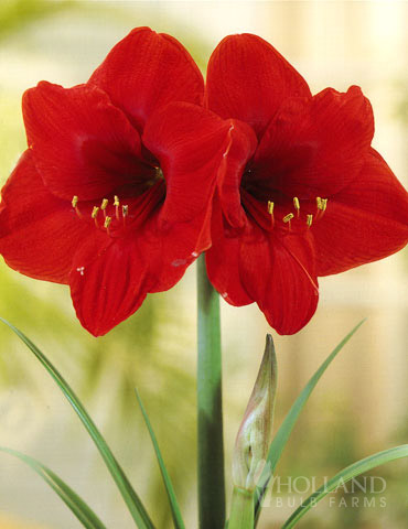 Red Lion Amaryllis Giftbox Kit