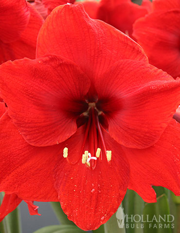 Red Lion Amaryllis Red Lion, Amaryllis, Large Flowering, Amaryllis Bulb, Loose Bulb, Holiday Gifts