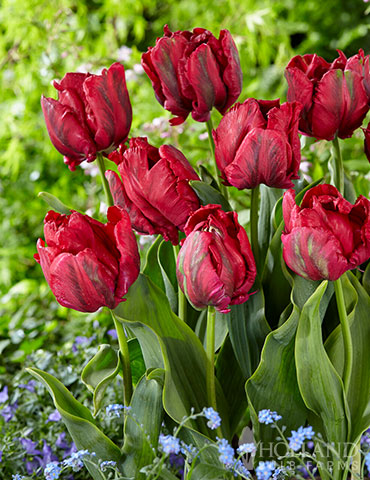 Red Madonna Parrot Tulip 