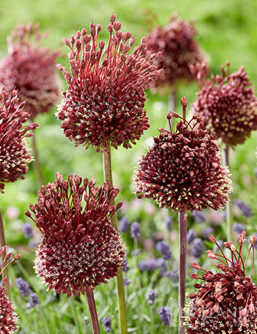 Red Mohican Allium